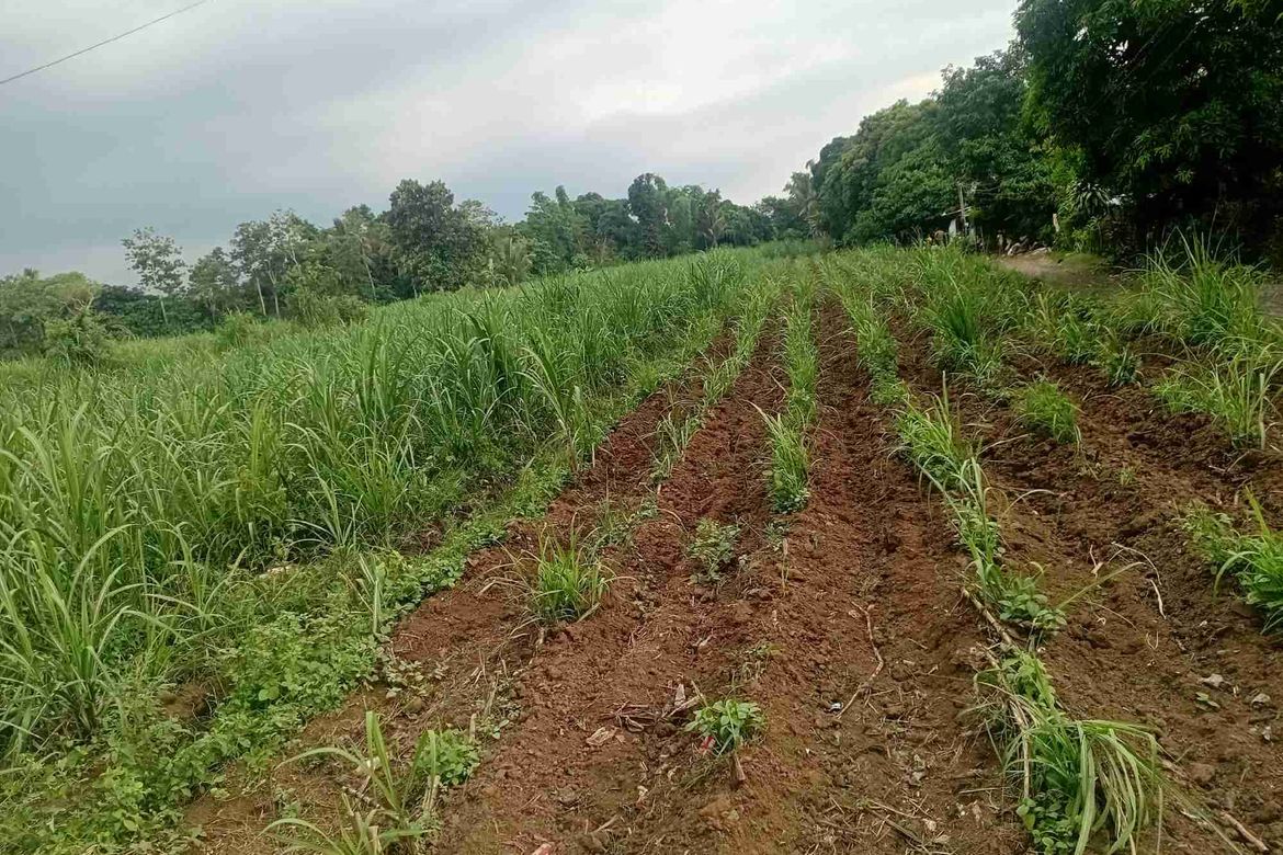 Land for Sale in Burgos, Tuy, Batangas – photo 3