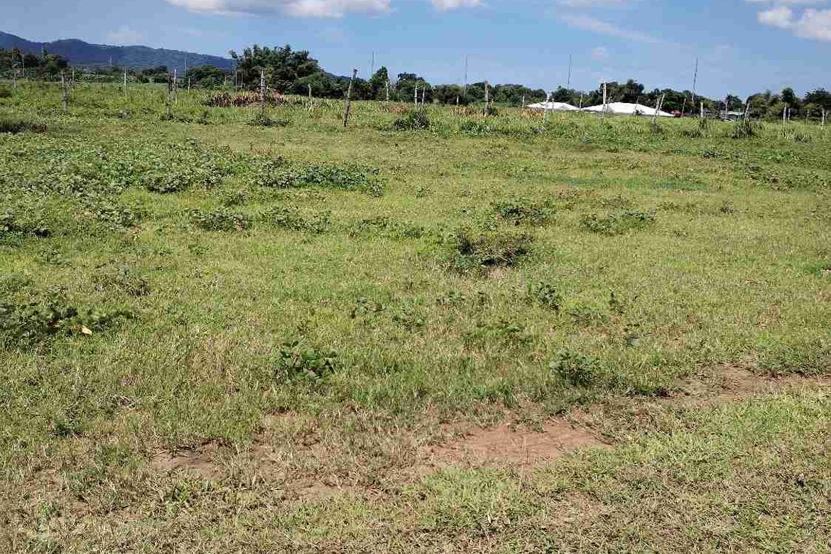 Land for Sale in Burgos, Tuy, Batangas – photo 7