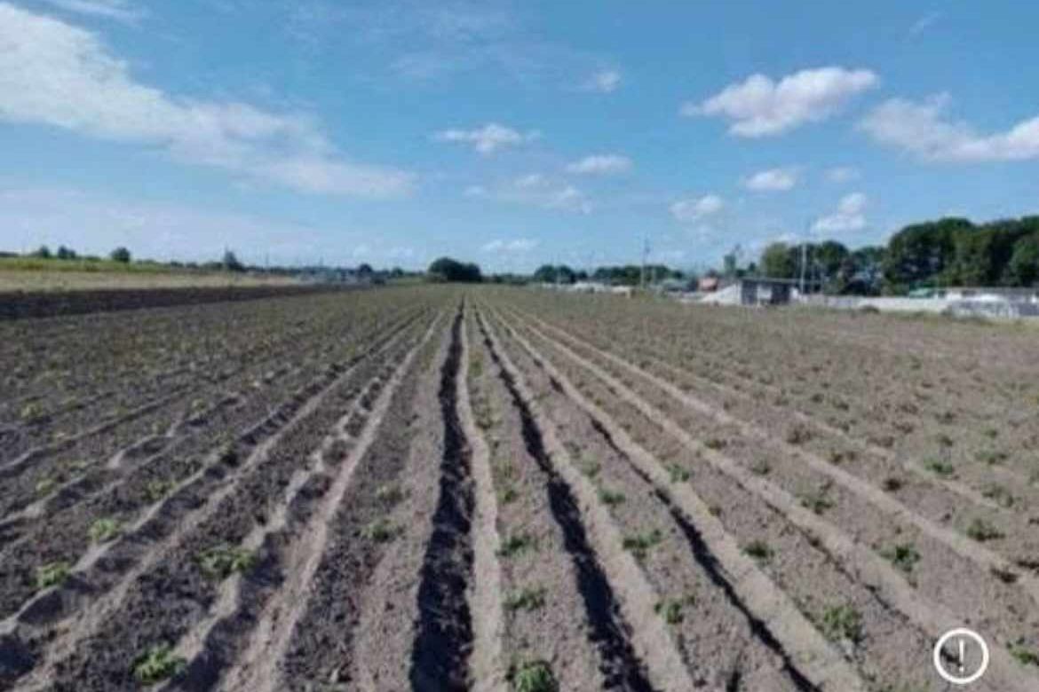 Land for Sale in Burot, Tarlac, Tarlac – photo 4