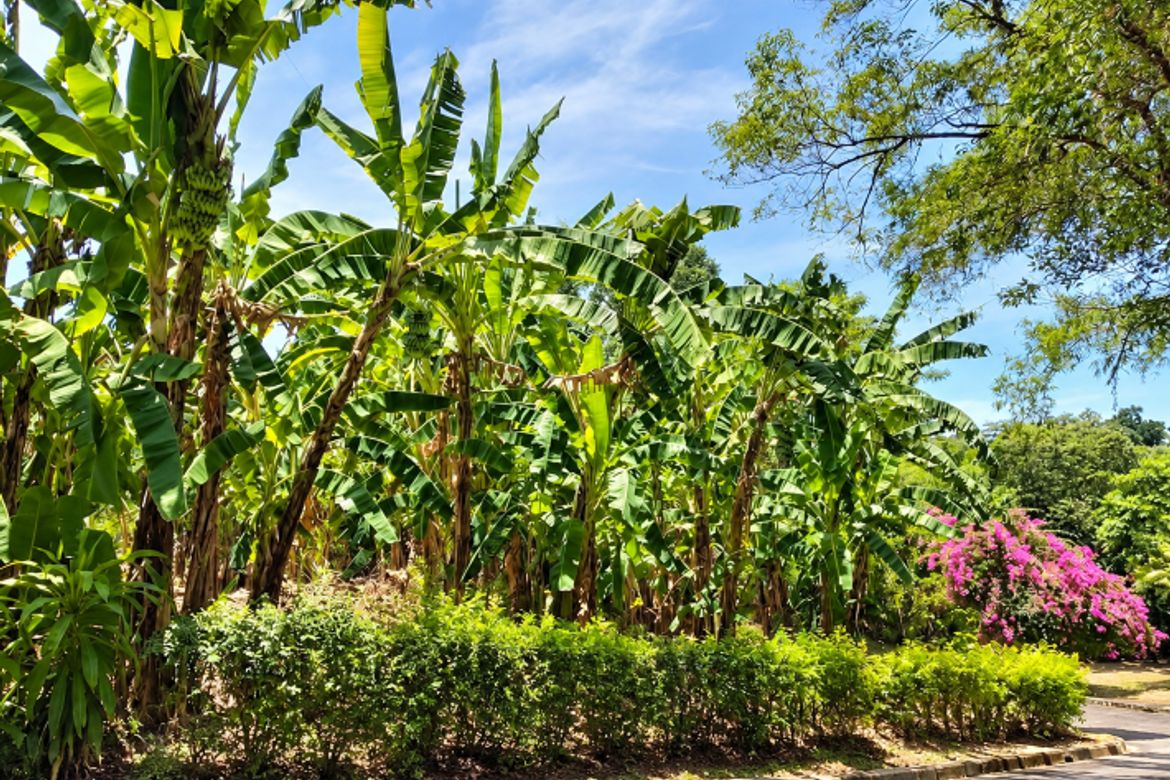 Land for Sale in Cabancalan, Mandaue, Cebu – photo 3