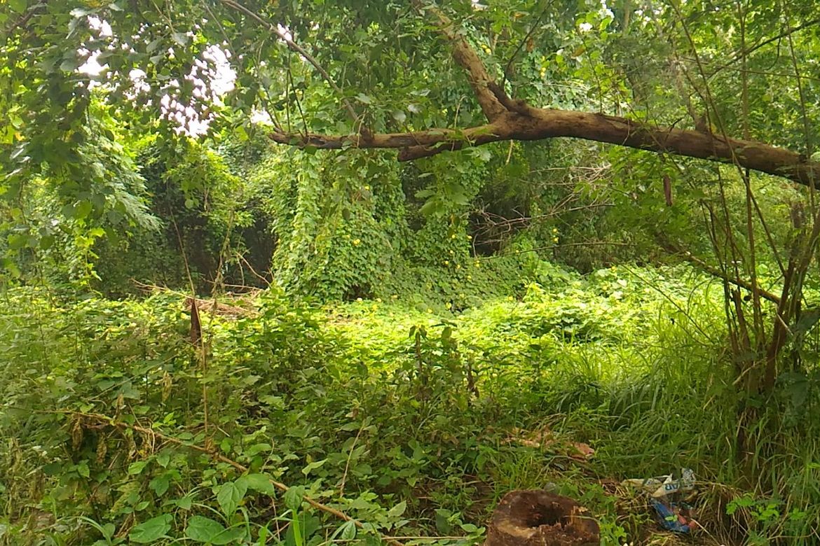 Land for Sale in Cabasag, Del Gallego, Camarines Sur – photo 2