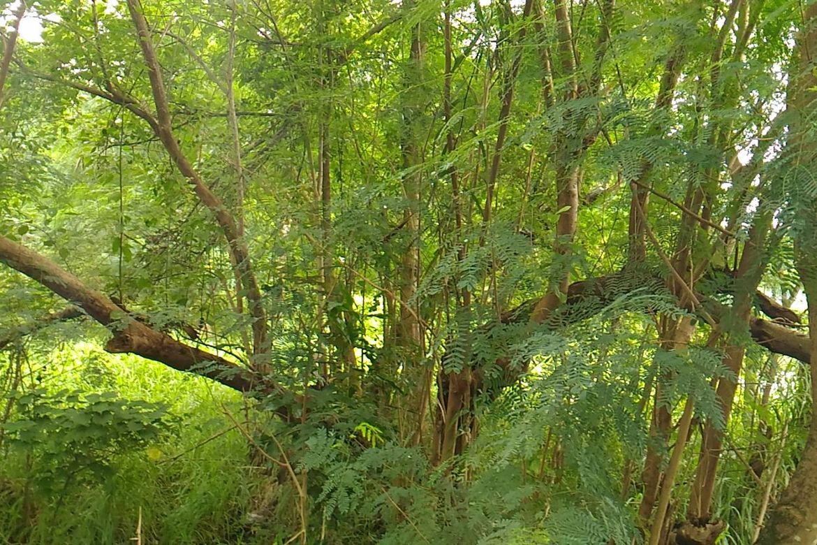 Land for Sale in Cabasag, Del Gallego, Camarines Sur – photo 5
