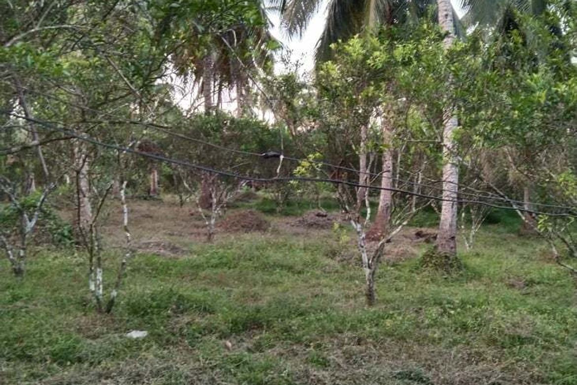 Land for Sale in Cabatang, Tiaong, Quezon – photo 2
