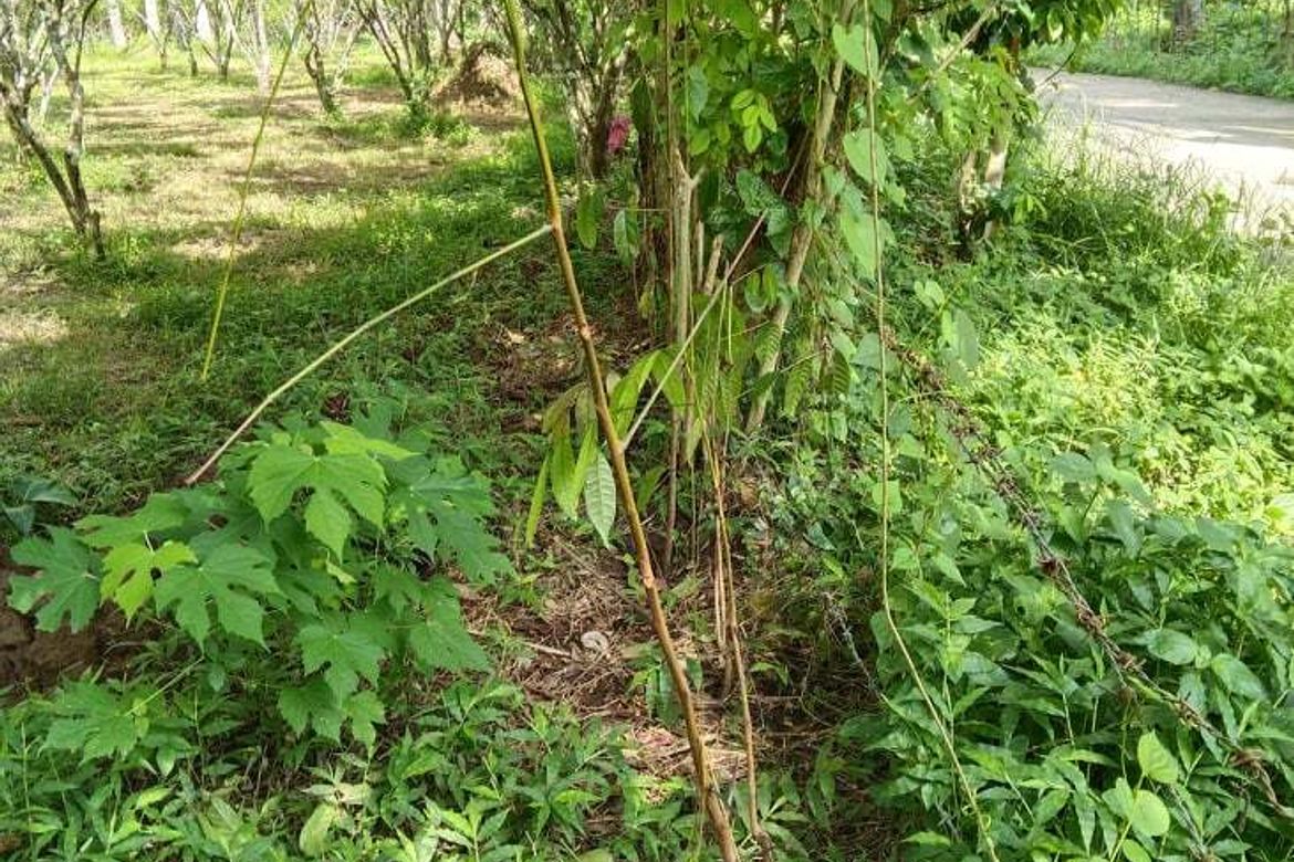Land for Sale in Cabatang, Tiaong, Quezon – photo 6