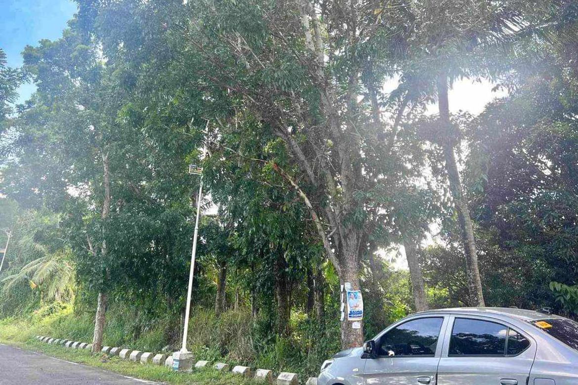 Land for Sale in Cabay, Tiaong, Quezon – photo 3