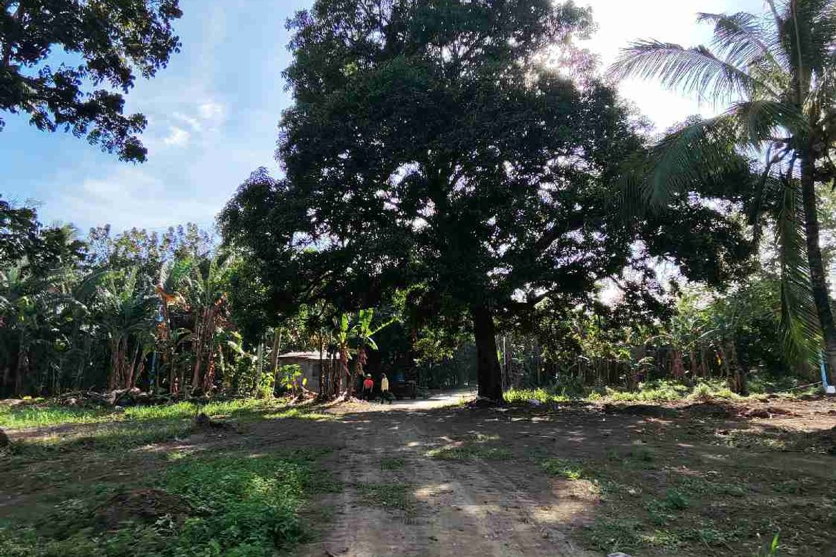 Land for Sale in Cabay, Tiaong, Quezon – photo 5