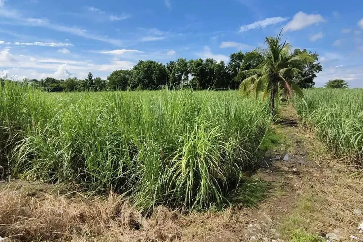 Land for Sale in Cabug, Bacolod, Negros Occidental – photo 6