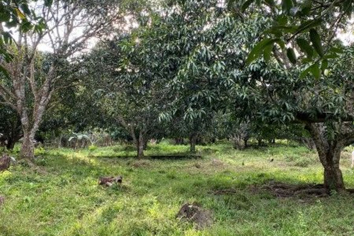 Land for Sale in Calabnugan, Sibulan, Negros Oriental – photo 4
