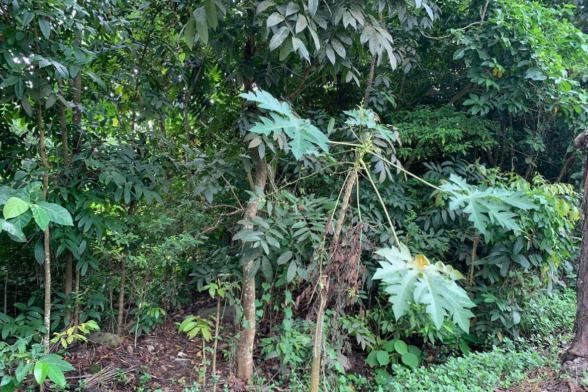 Land for Sale in Calangag, Bacong, Negros Oriental – photo 3
