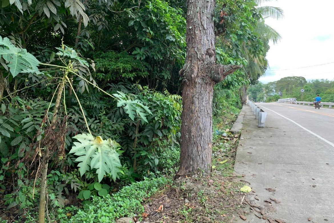 Land for Sale in Calangag, Bacong, Negros Oriental – photo 4