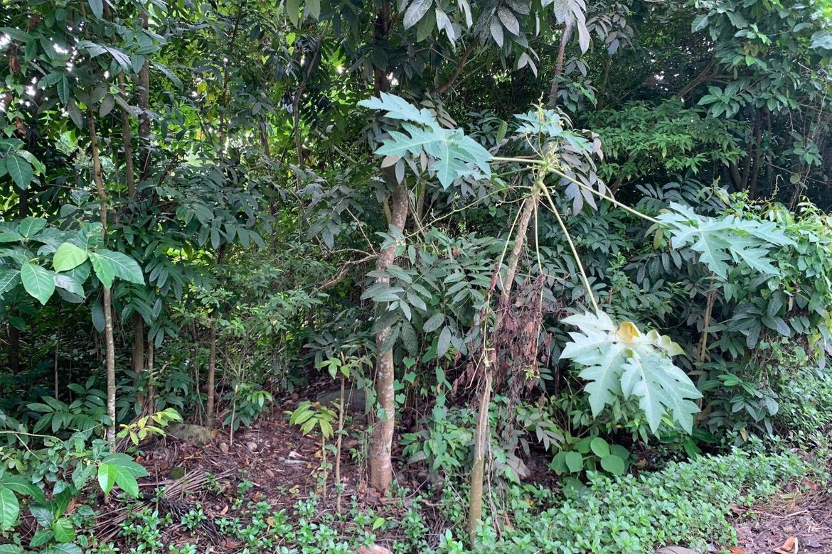 Land for Sale in Calangag, Bacong, Negros Oriental – photo 7