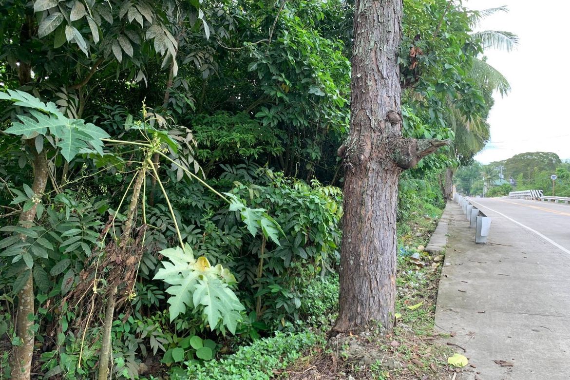 Land for Sale in Calangag, Bacong, Negros Oriental – photo 8
