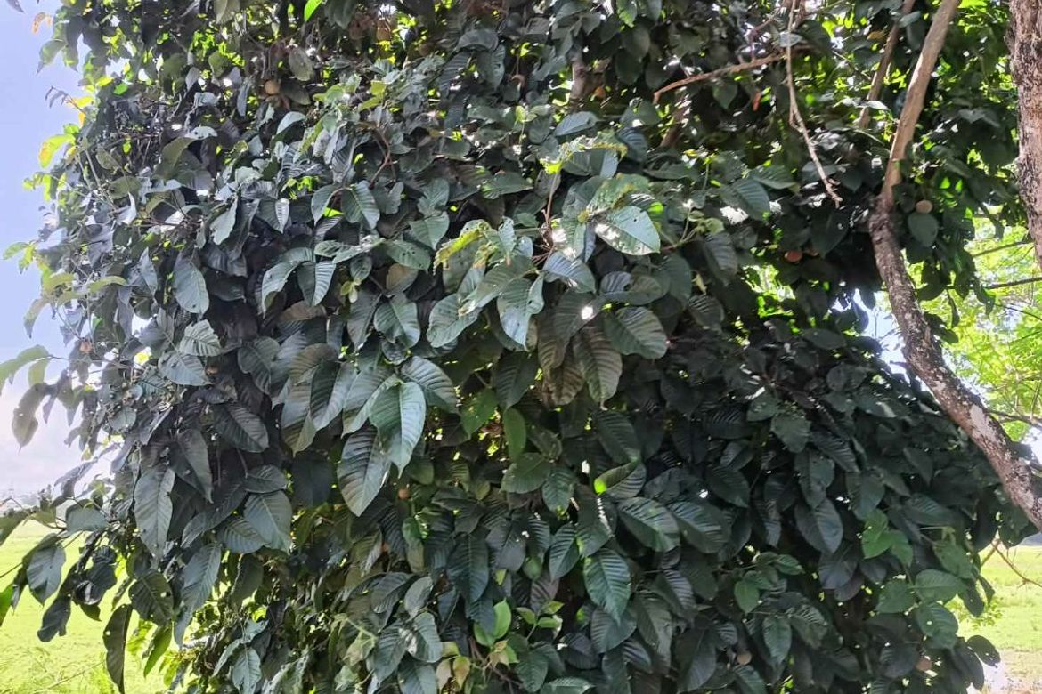 Land for Sale in Calasag, San Ildefonso, Bulacan – photo 6