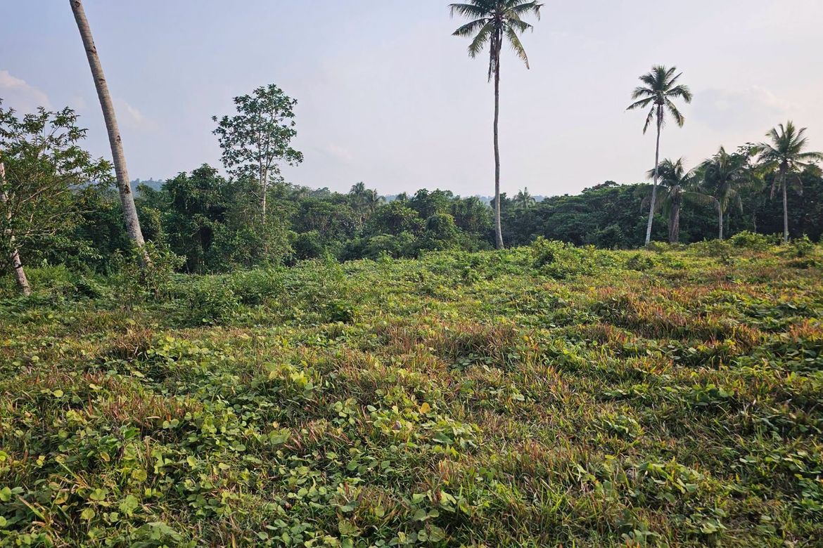 Land for Sale in Calatrava, Carmen, Bohol – photo 4