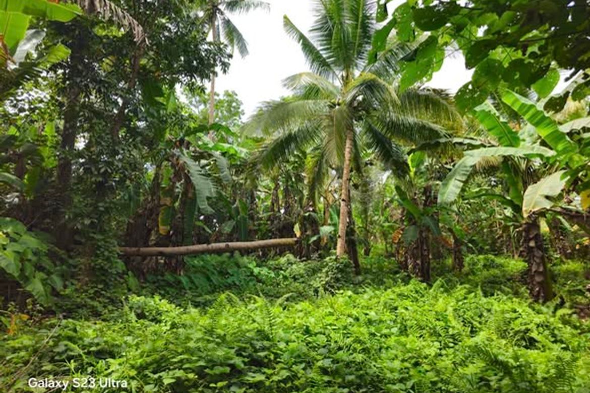 Land for Sale in Calatrava, Carmen, Bohol – photo 7