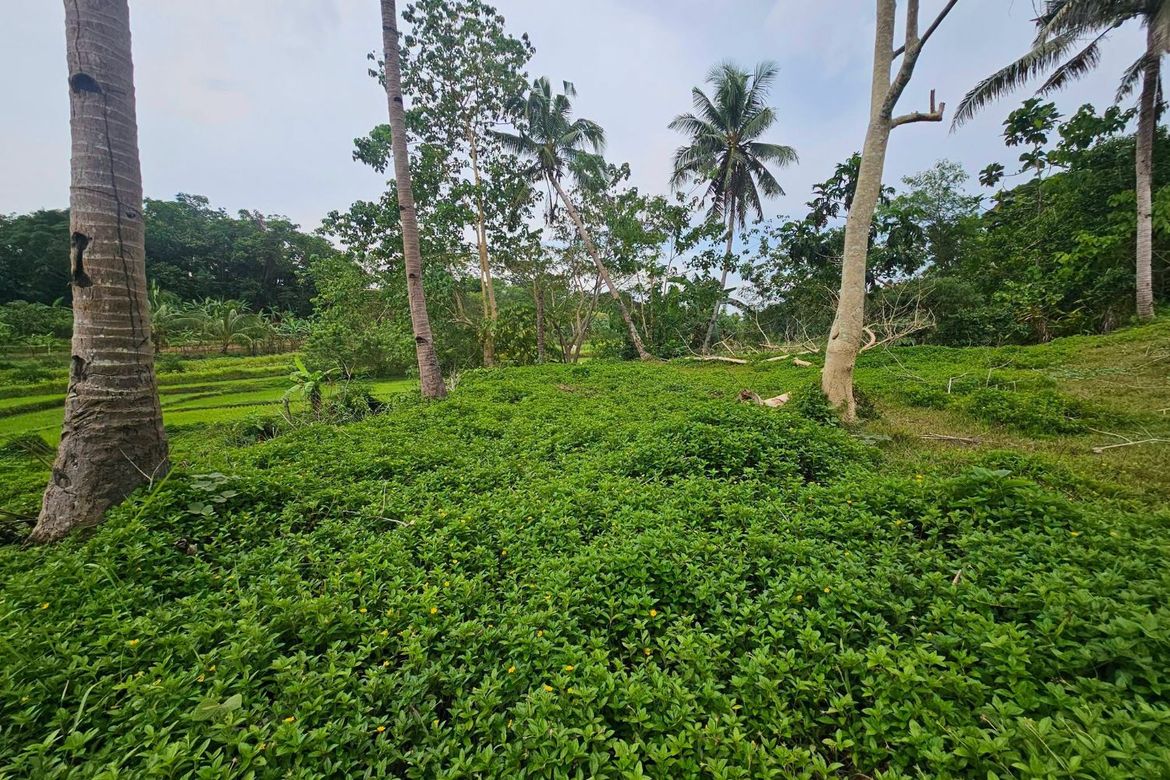 Land for Sale in Calatrava, Carmen, Bohol – photo 2