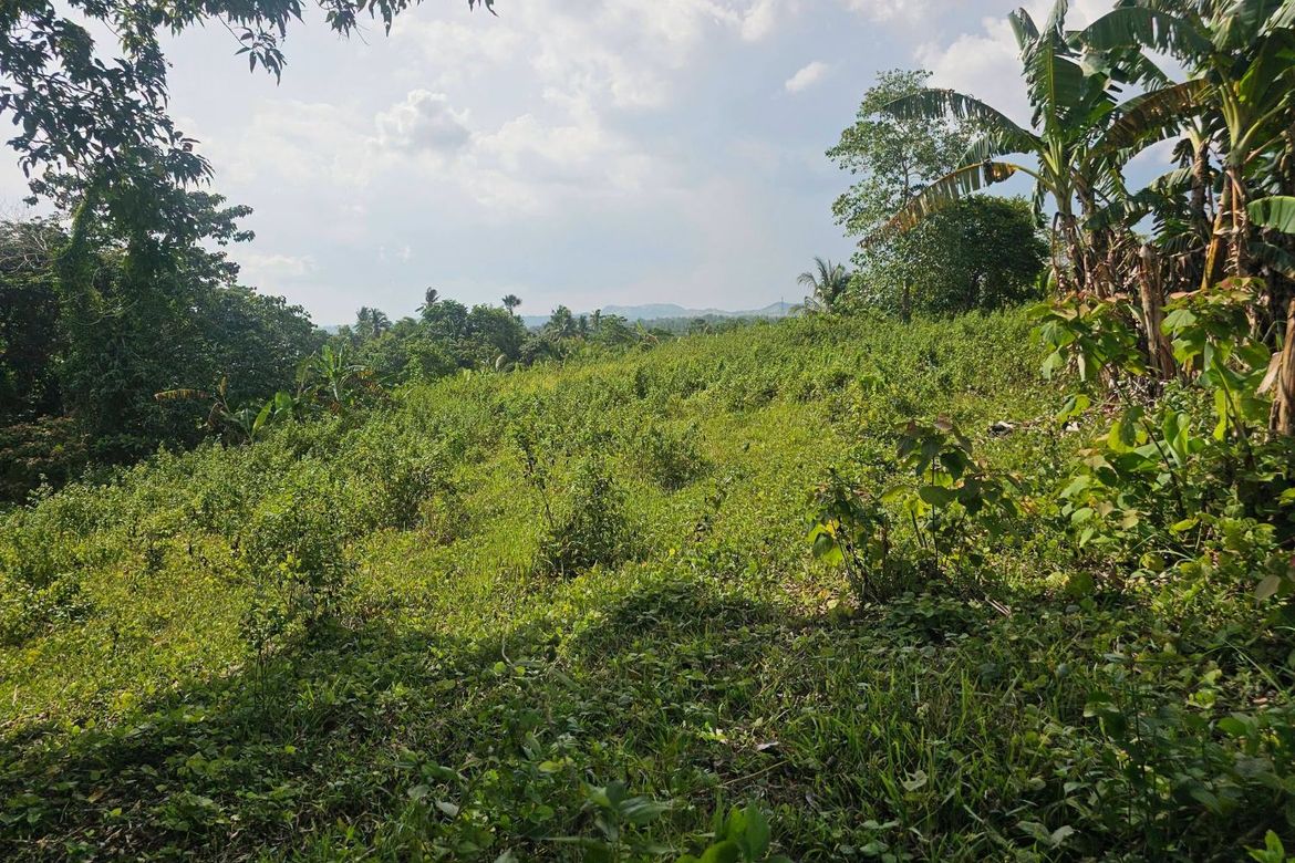 Land for Sale in Calatrava, Carmen, Bohol – photo 3