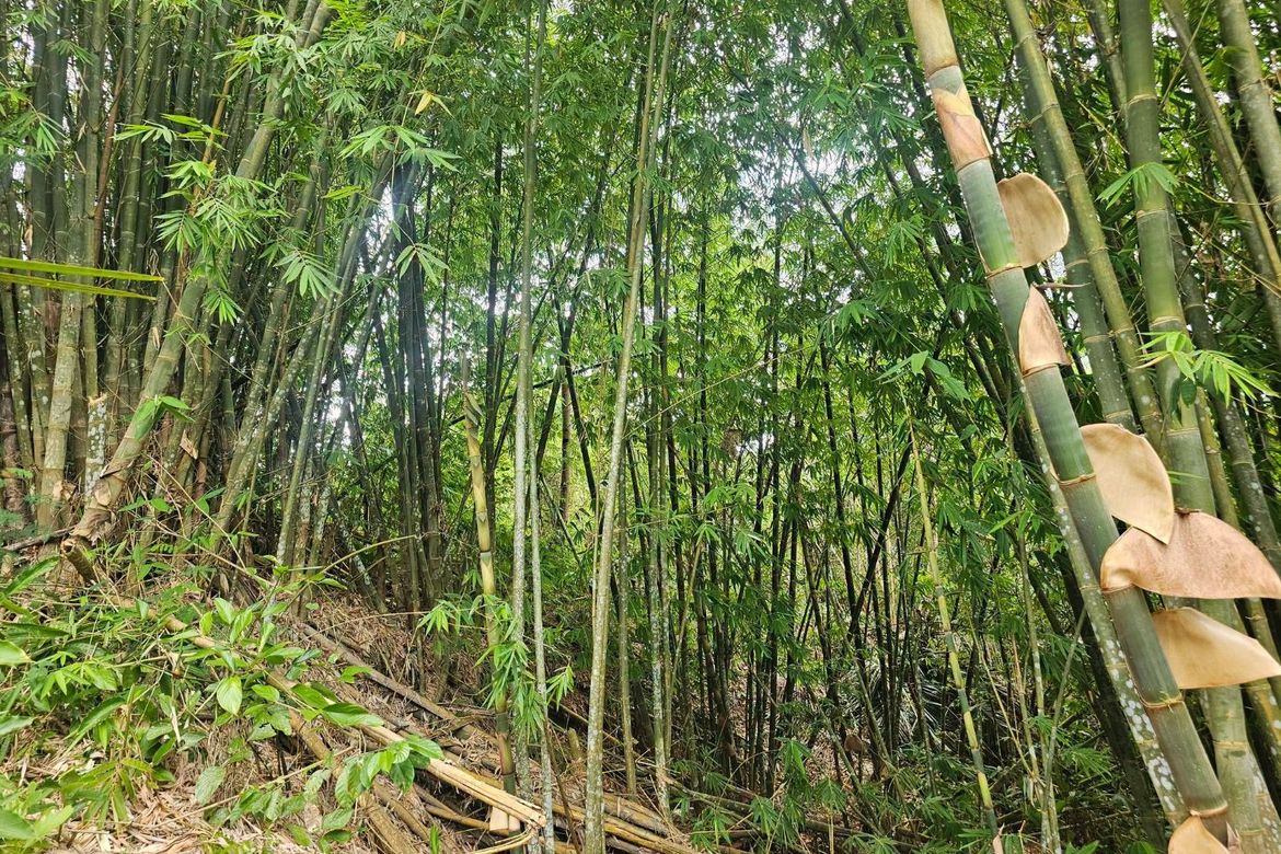 Land for Sale in Calatrava, Carmen, Bohol – photo 5