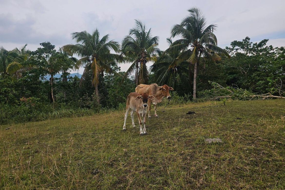 Land for Sale in Calatrava, Carmen, Bohol – photo 6
