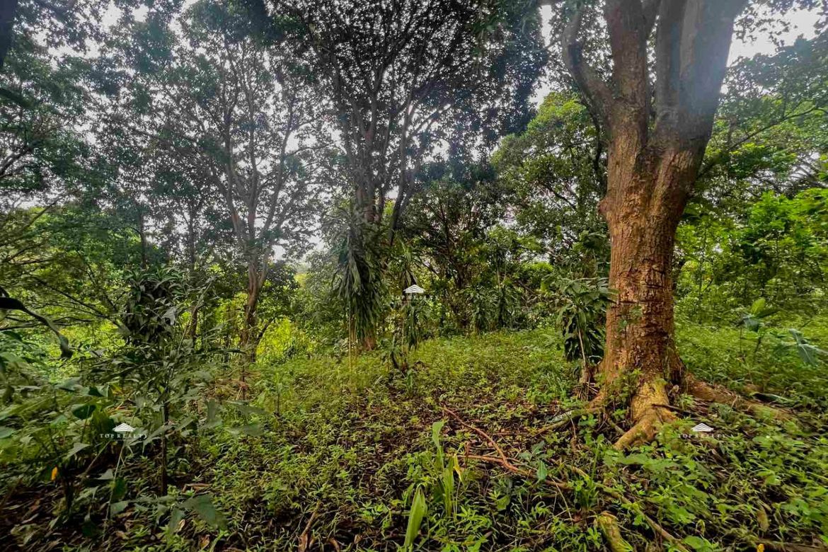 Land for Sale in Calawis, Antipolo, Rizal – photo 6