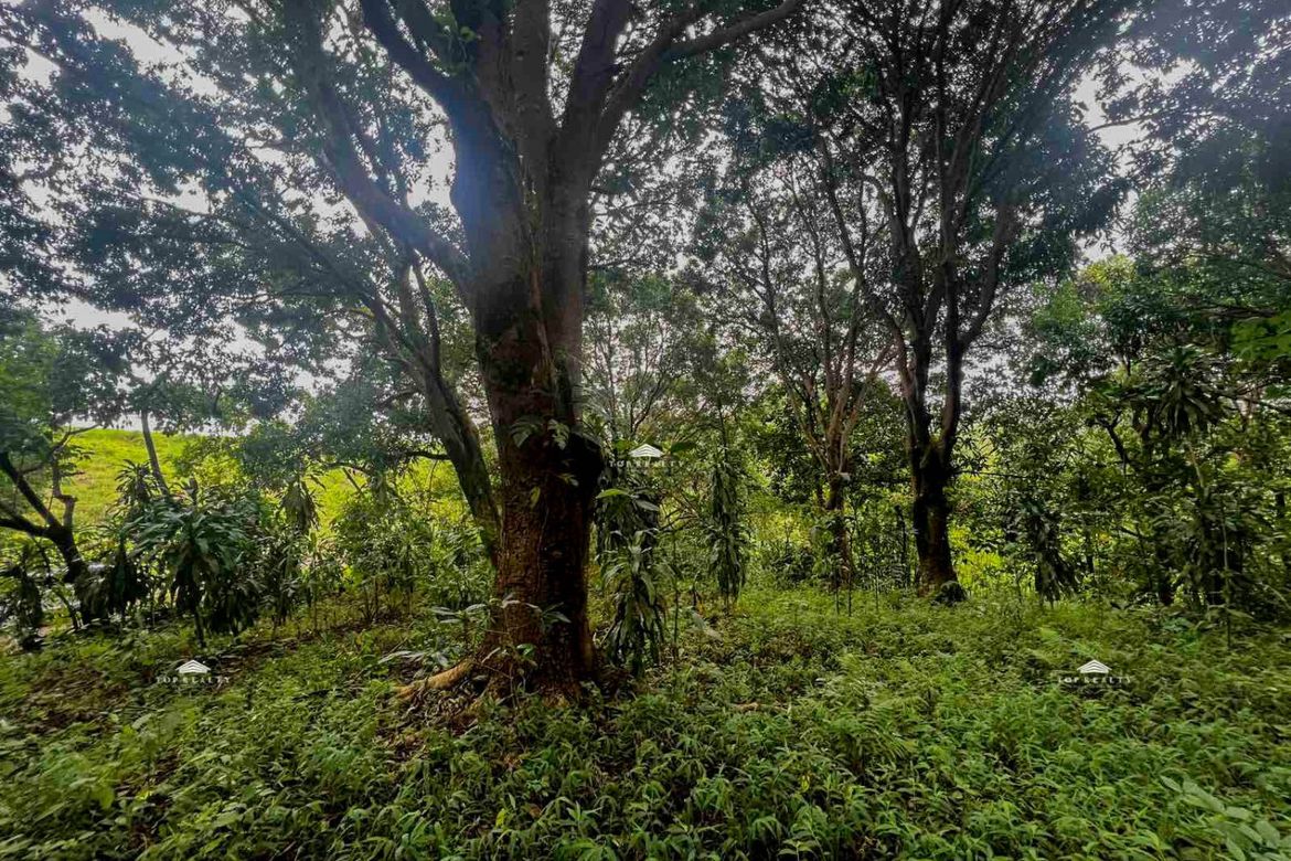 Land for Sale in Calawis, Antipolo, Rizal – photo 8