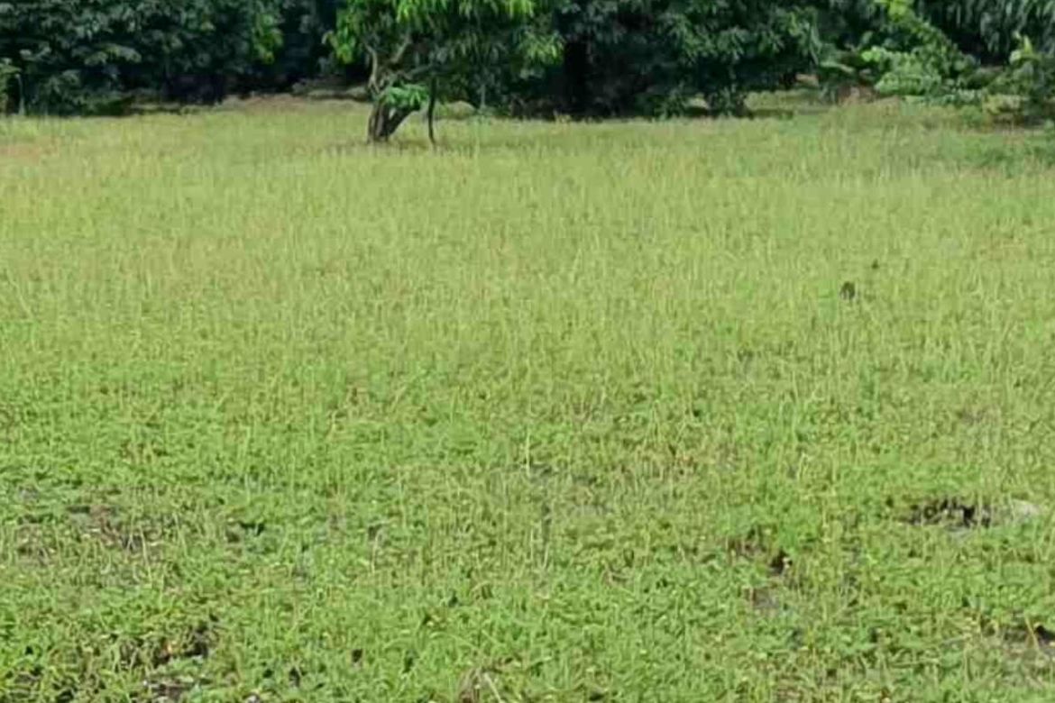 Land for Sale in Calibuyo, Tanza, Cavite