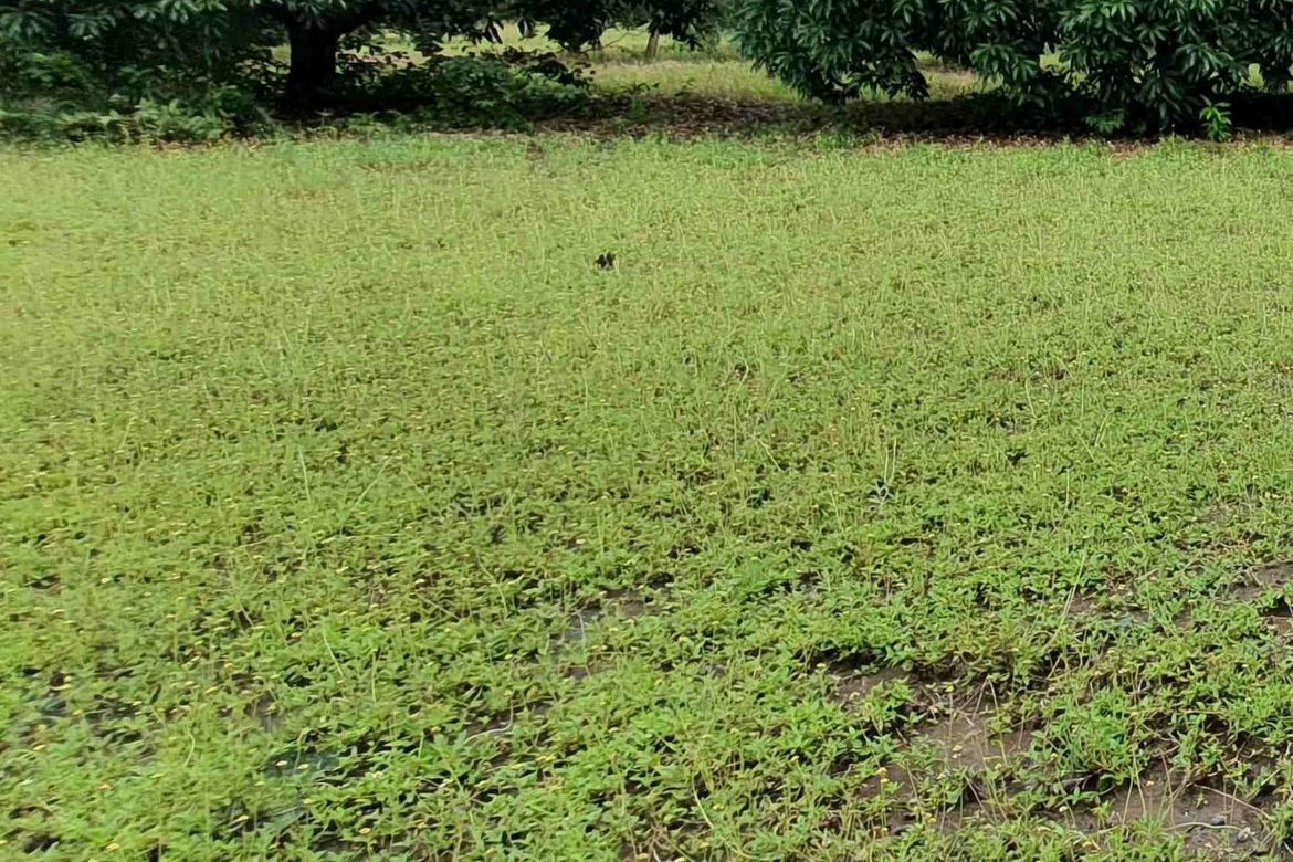 Land for Sale in Calibuyo, Tanza, Cavite – photo 2