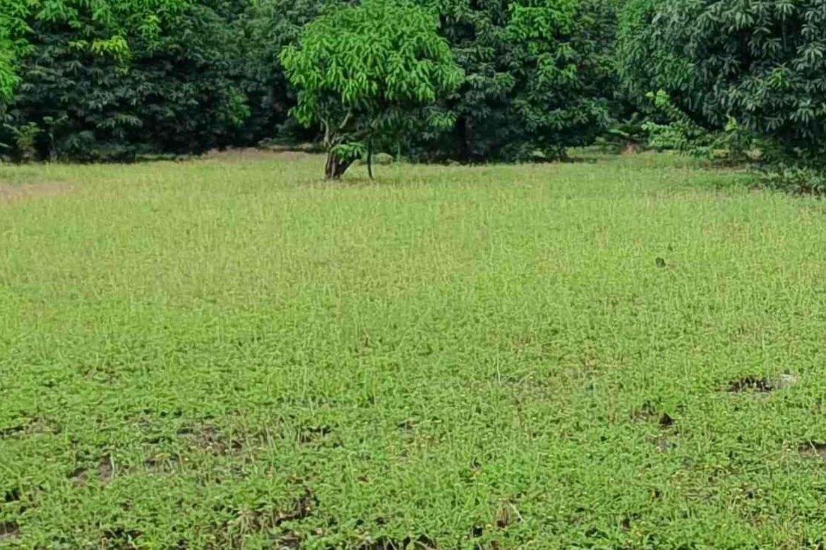 Land for Sale in Calibuyo, Tanza, Cavite – photo 3
