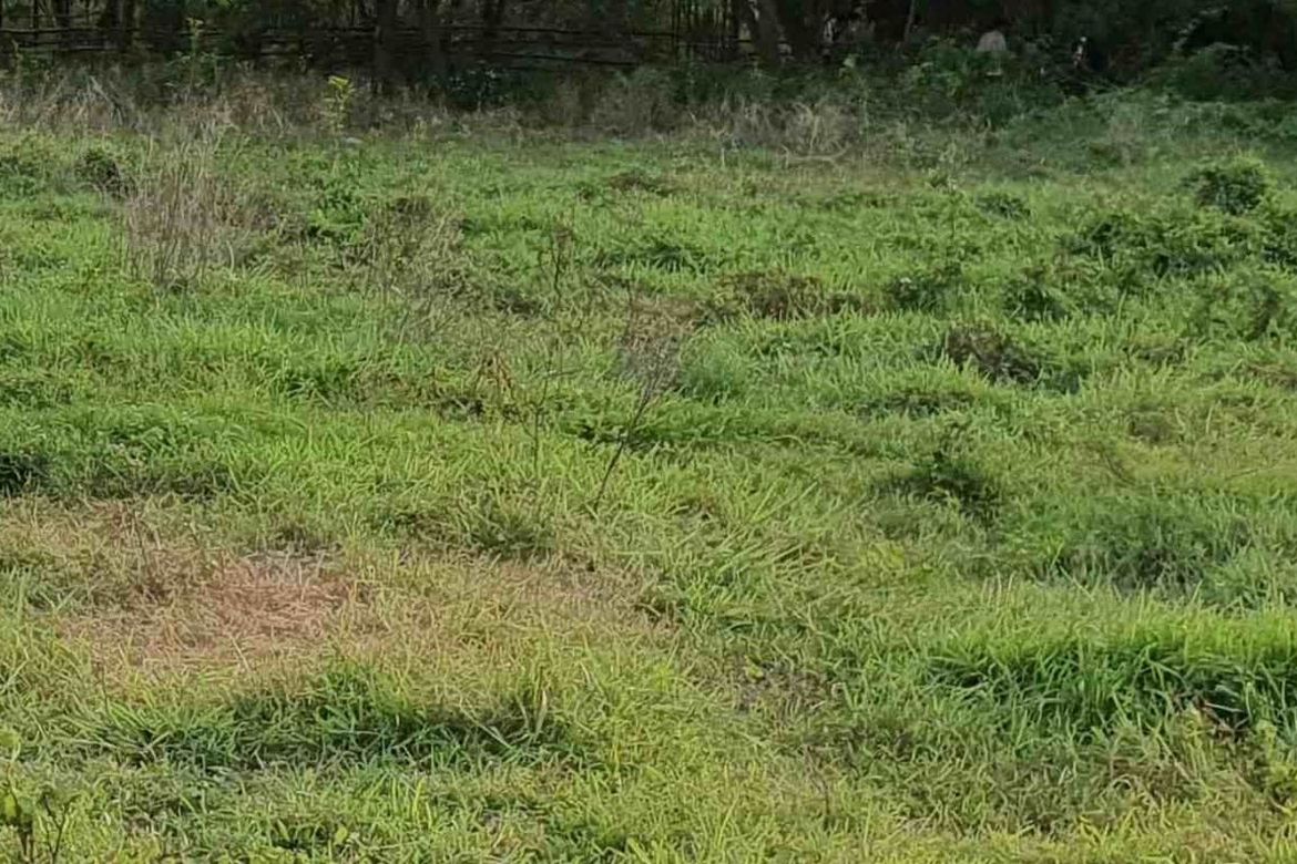 Land for Sale in Calibuyo, Tanza, Cavite – photo 4