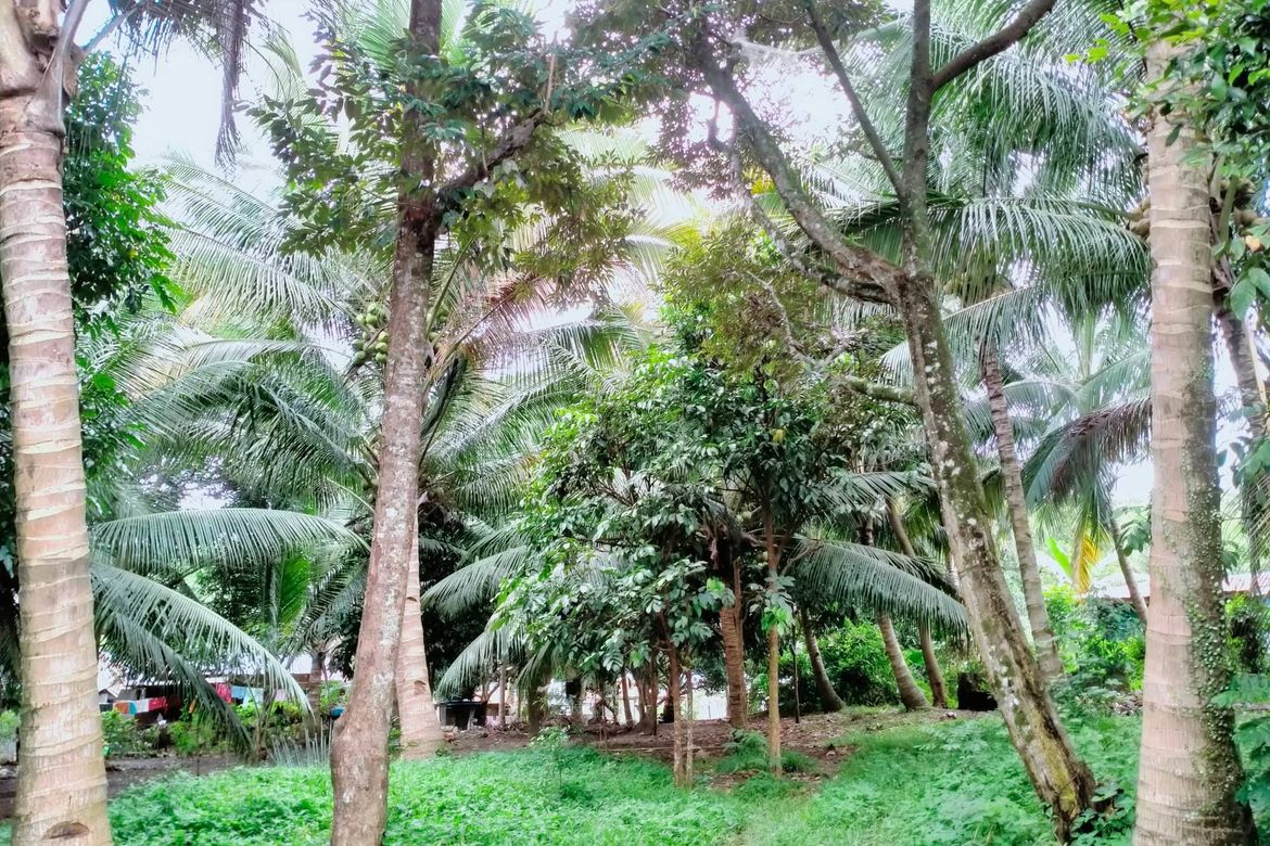 Land for Sale in Calinan, Davao City, Davao del Sur