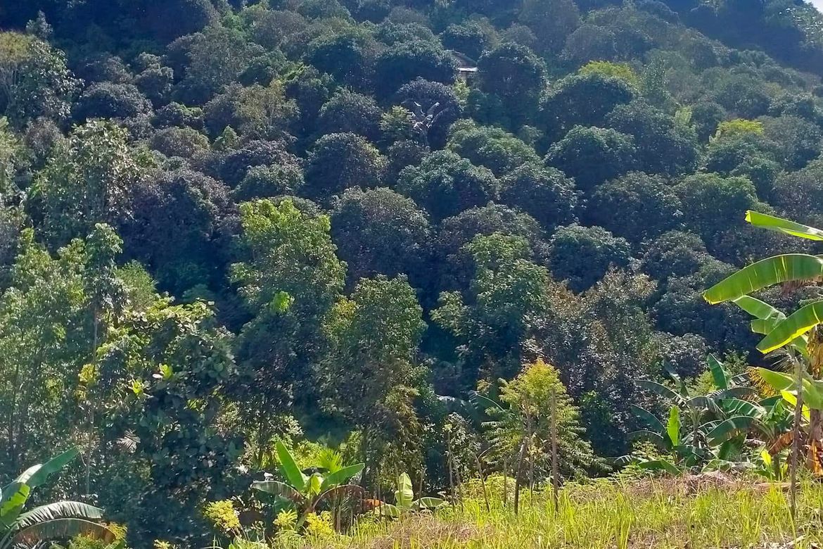 Land for Sale in Calinan, Davao City, Davao del Sur