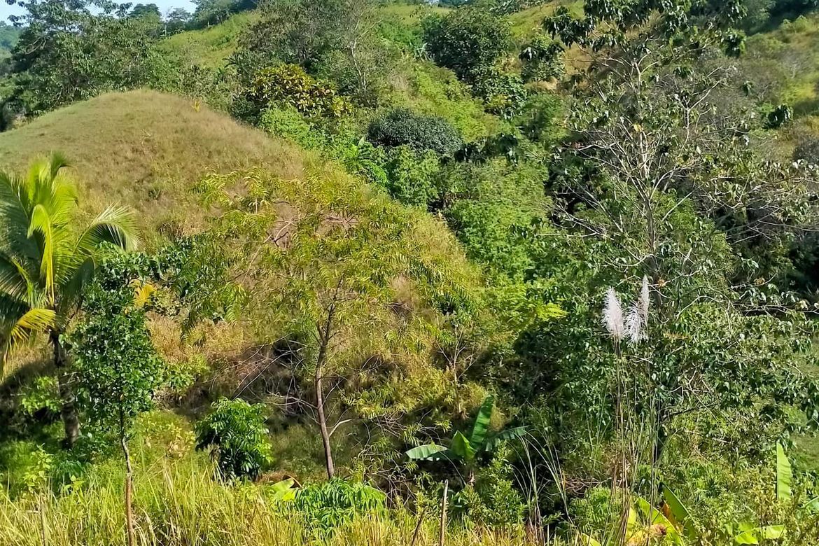 Land for Sale in Calinan, Davao City, Davao del Sur – photo 4