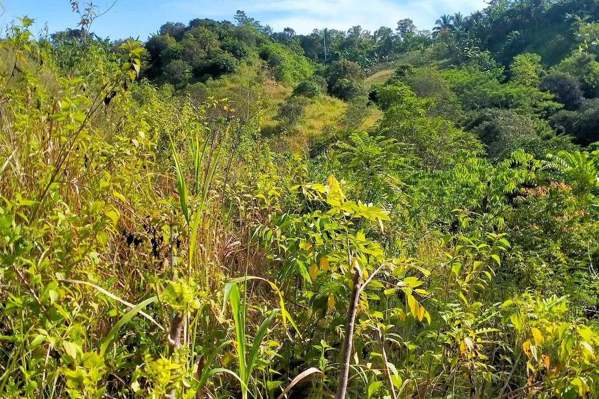 Land for Sale in Calinan, Davao City, Davao del Sur – photo 6