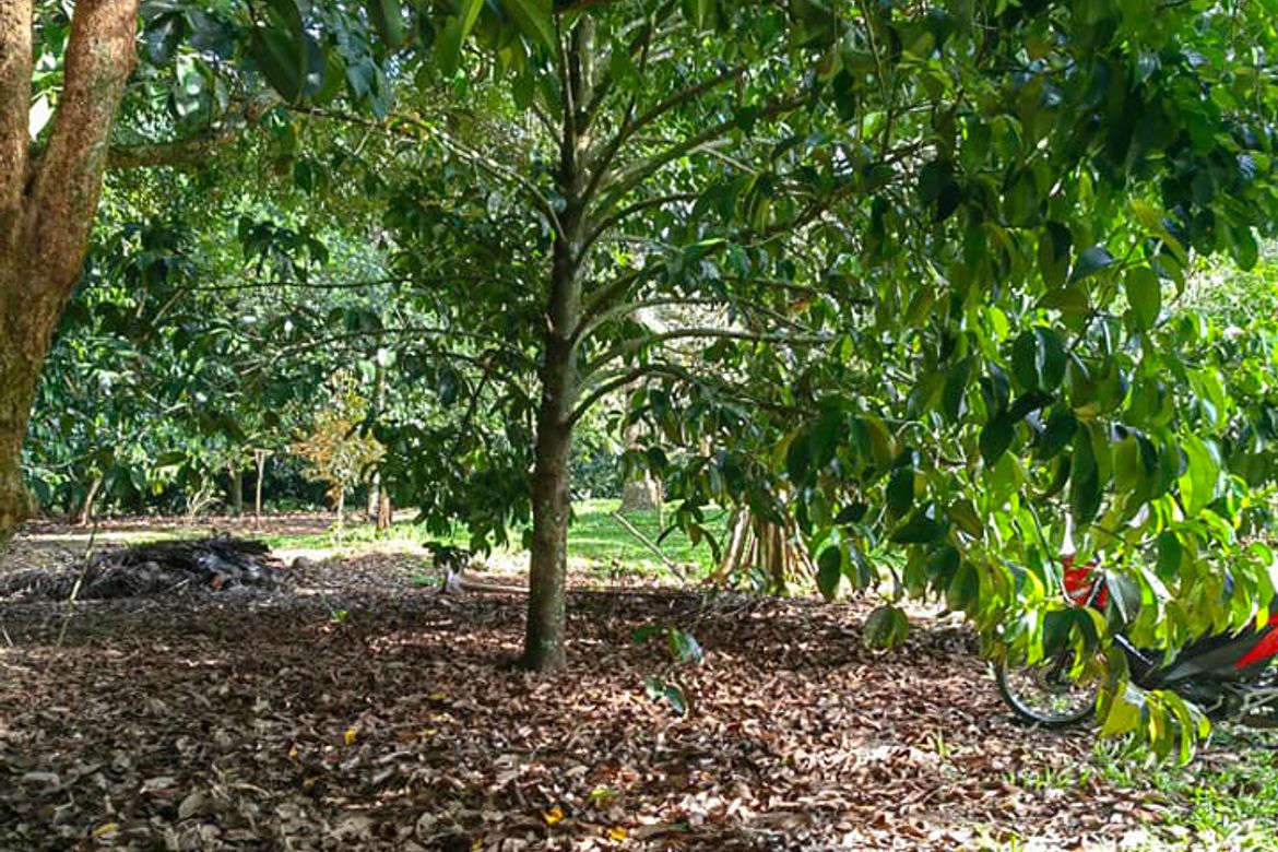 Land for Sale in Calinan, Davao City, Davao del Sur