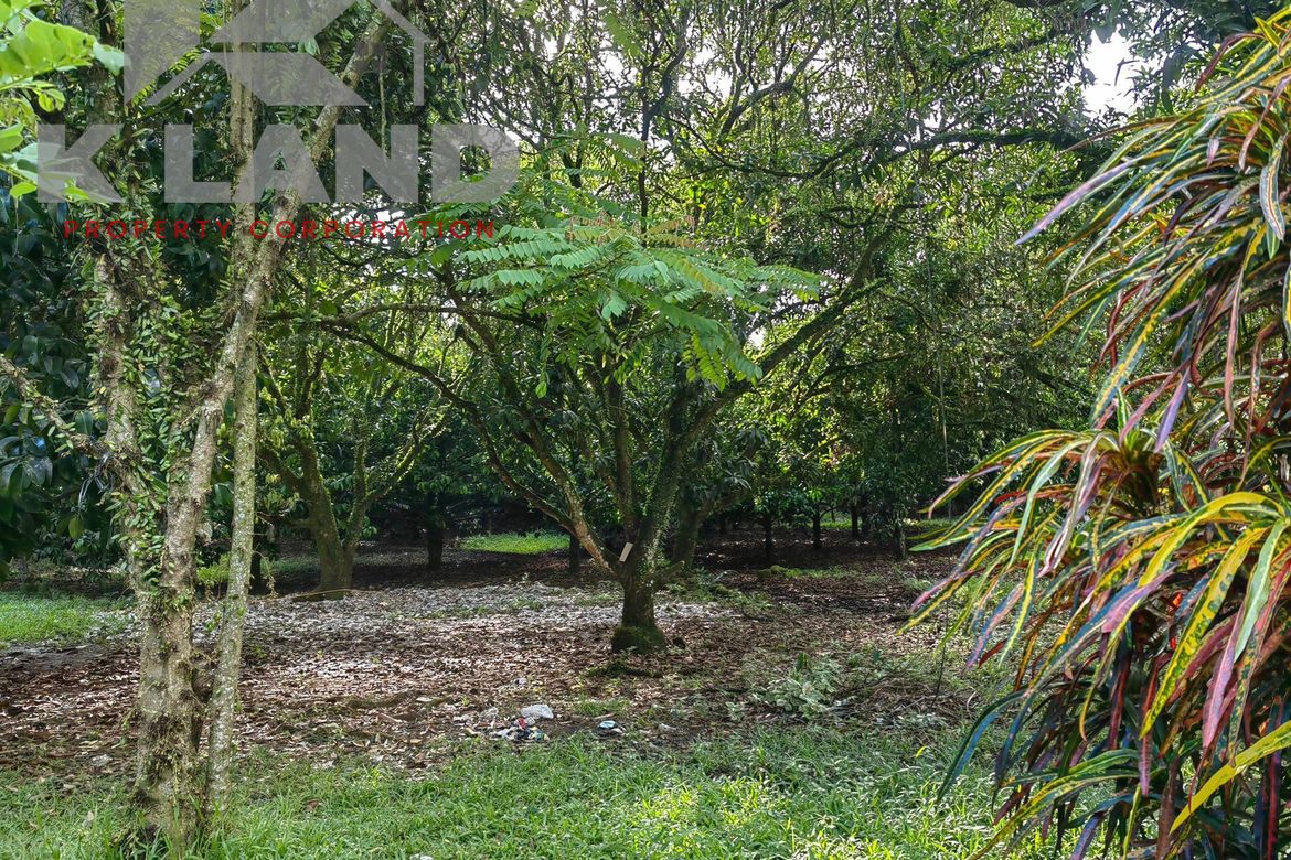 Land for Sale in Calinan, Davao City, Davao del Sur – photo 7