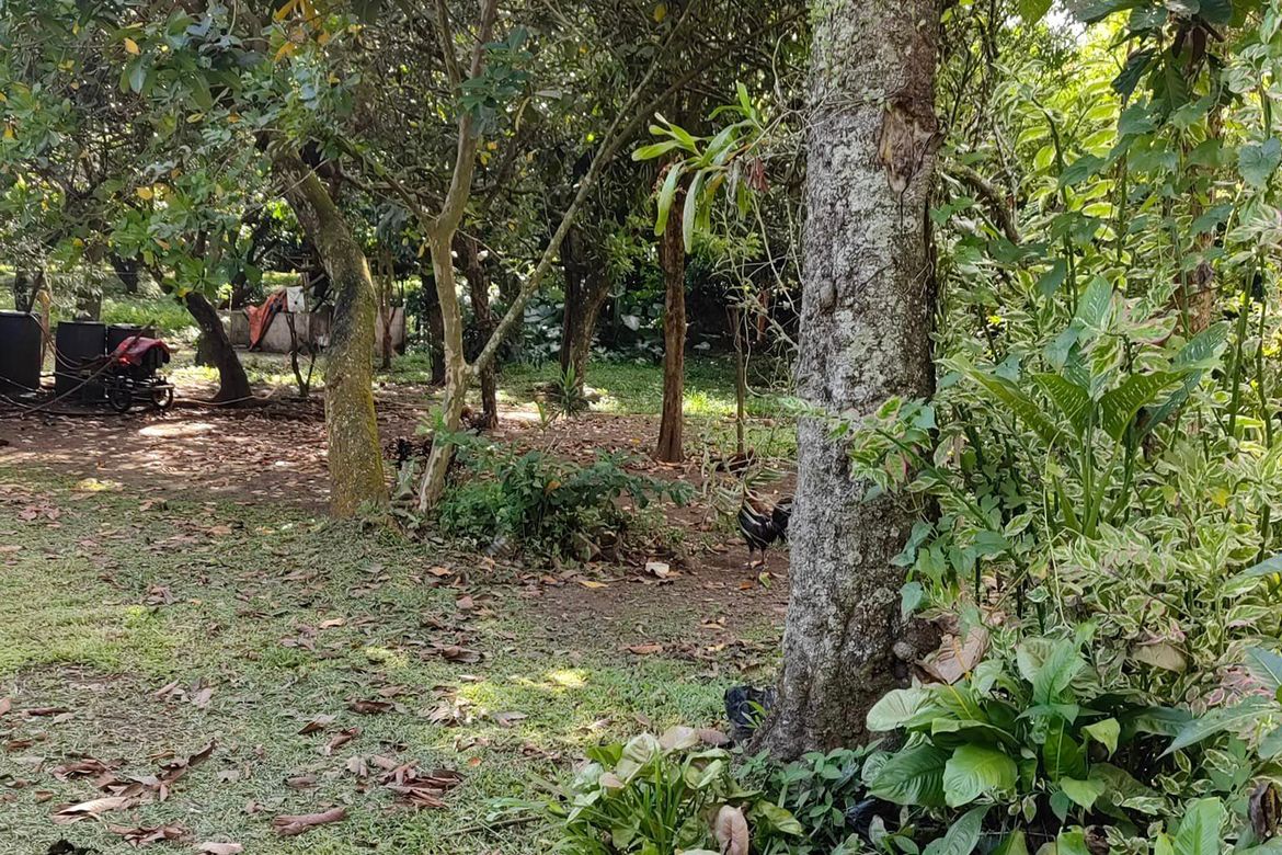 Land for Sale in Calinan, Davao City, Davao del Sur – photo 8