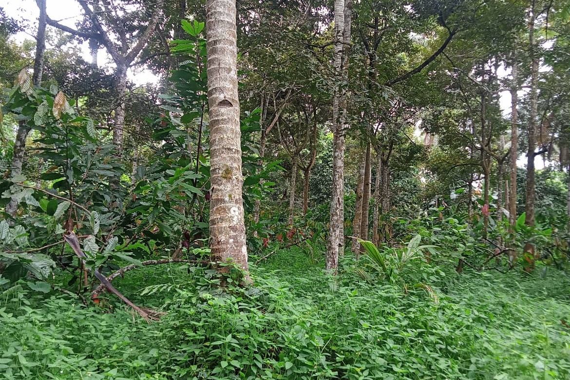 Land for Sale in Calinan, Davao City, Davao del Sur – photo 2