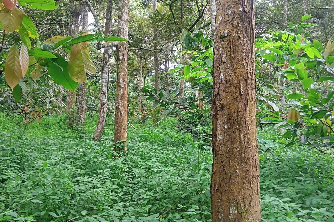 Land for Sale in Calinan, Davao City, Davao del Sur – photo 5