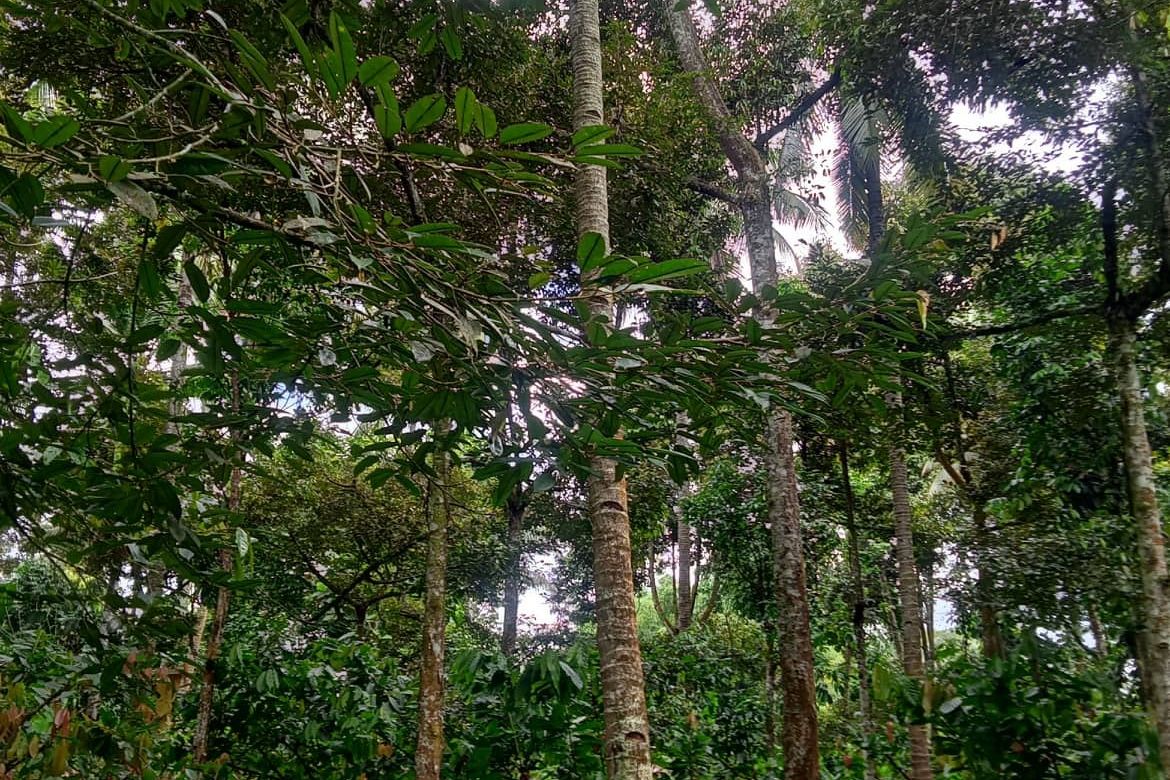 Land for Sale in Calinan, Davao City, Davao del Sur – photo 6