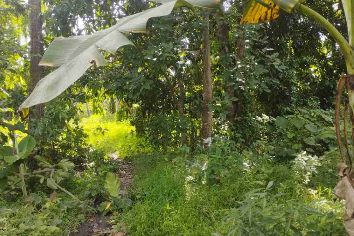 Land for Sale in Callejon, San Antonio, Quezon – photo 3