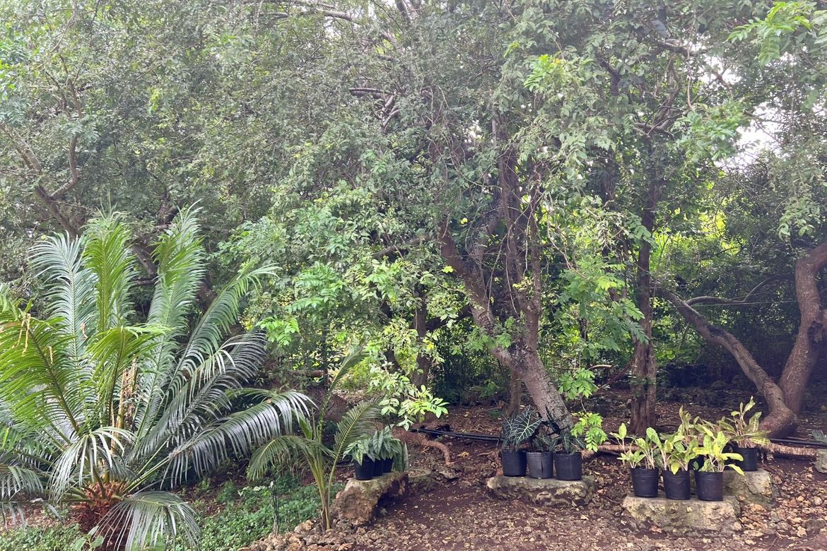 Land for Sale in Calunasan, Larena, Siquijor – photo 5