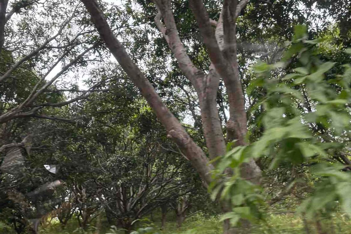 Land for Sale in Calzada, Balayan, Batangas