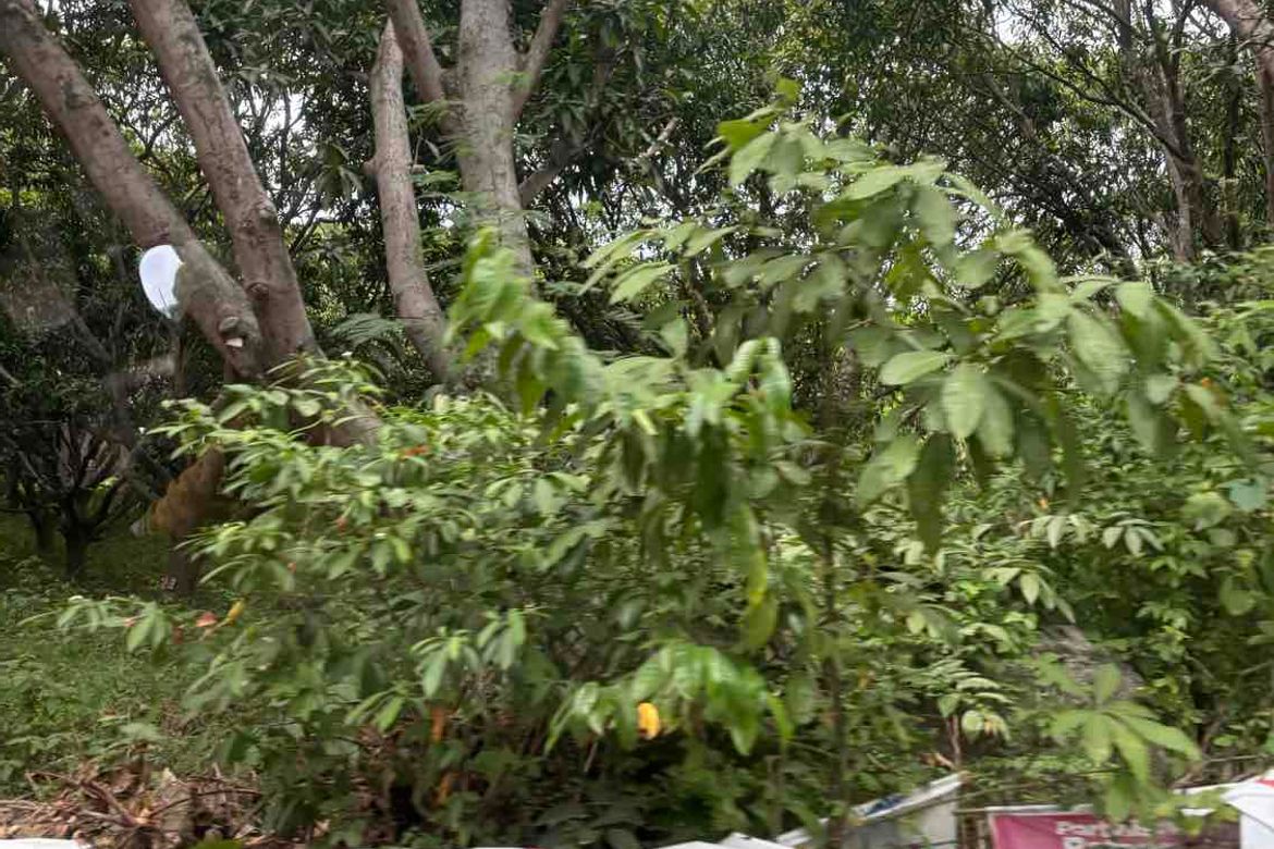 Land for Sale in Calzada, Balayan, Batangas – photo 2