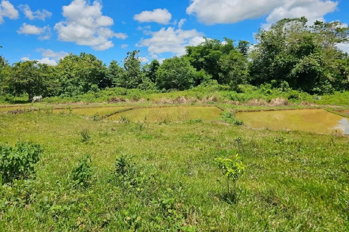Land for Sale in Cambangay Norte, San Miguel, Bohol – photo 4