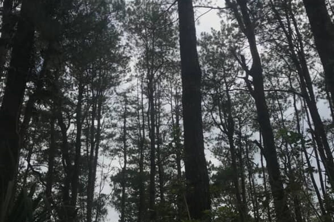 Land for Sale in Camp 7, Baguio, Benguet – photo 3