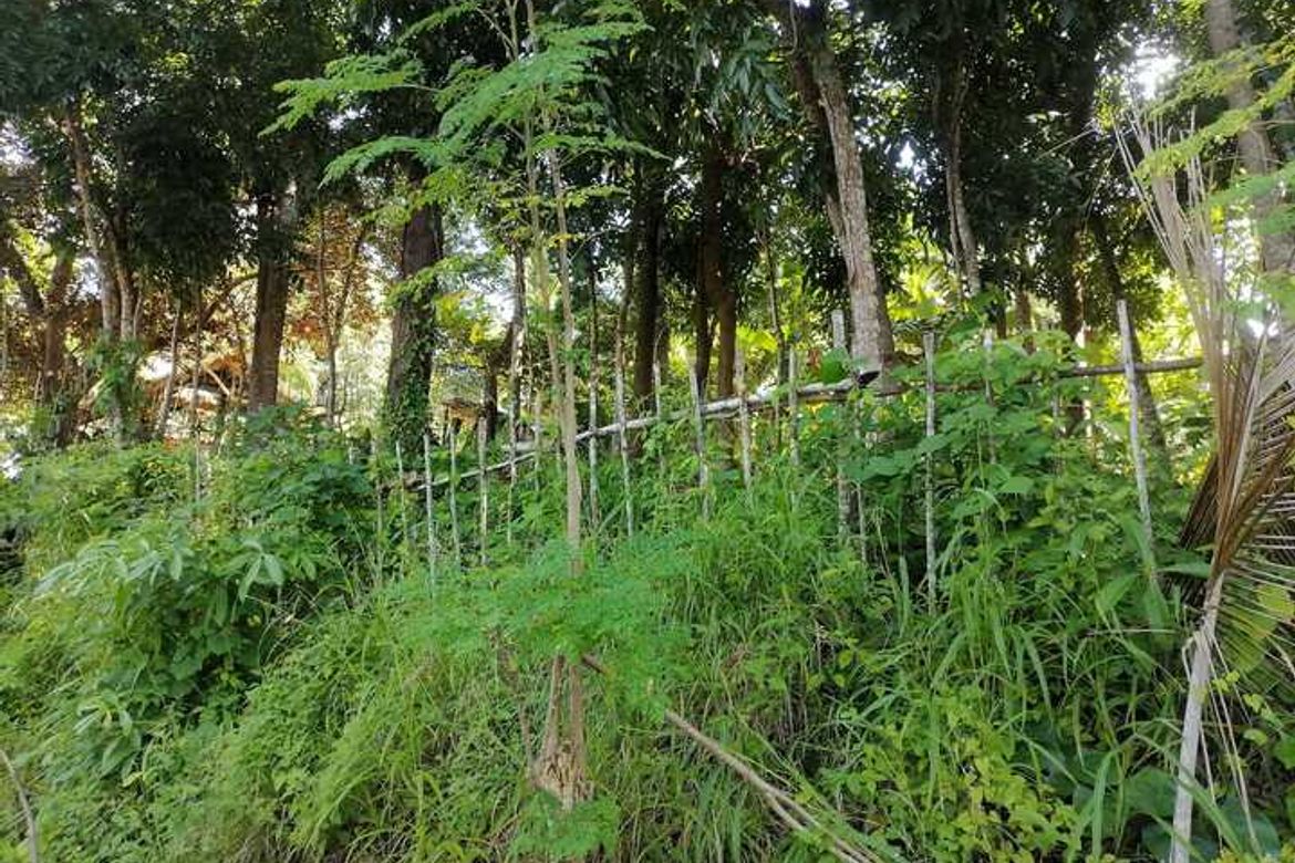 Land for Sale in Campalanas, Lazi, Siquijor
