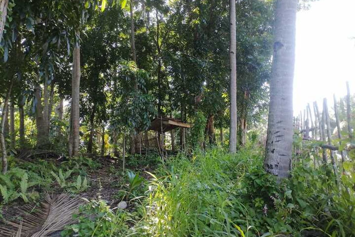 Land for Sale in Campalanas, Lazi, Siquijor – photo 4
