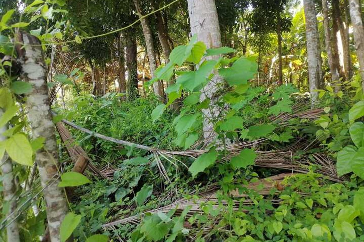 Land for Sale in Campalanas, Lazi, Siquijor – photo 7