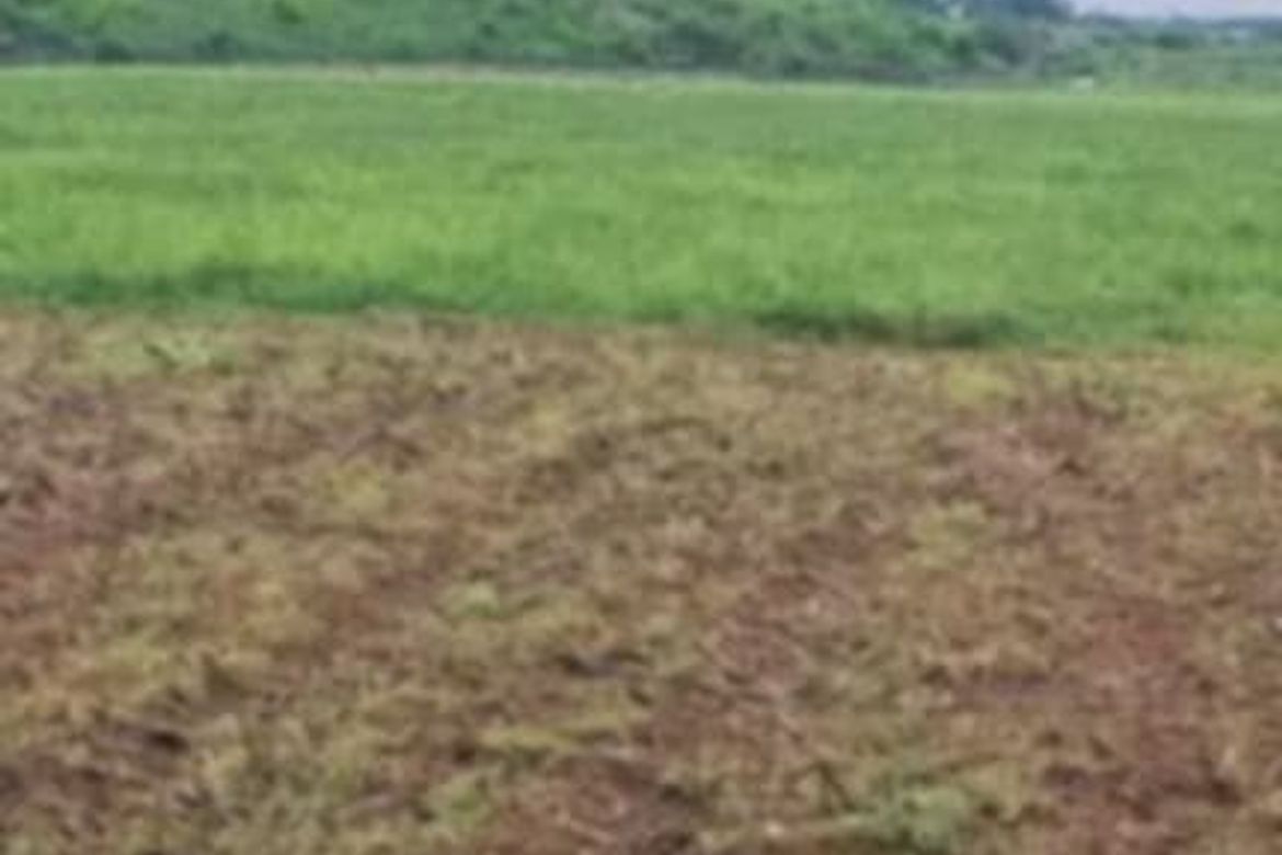 Land for Sale in Campos, Anao, Tarlac – photo 4
