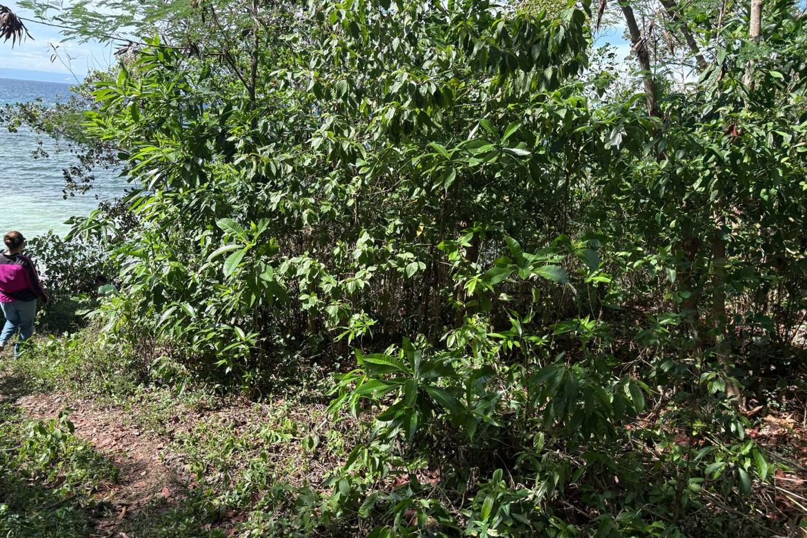 Land for Sale in Candanay Norte, Siquijor, Siquijor – photo 2